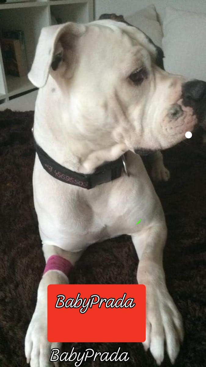 My  beautiful #americanbulldog happy birthday BabyPrada ♥️ only 4years love you so much ♥️<a href="/ladygaga/">Lady Gaga</a> <a href="/modonna/">Madonna</a> <a href="/coldplay/">Coldplay</a>  this is my  best friend🥰 always happy❤️