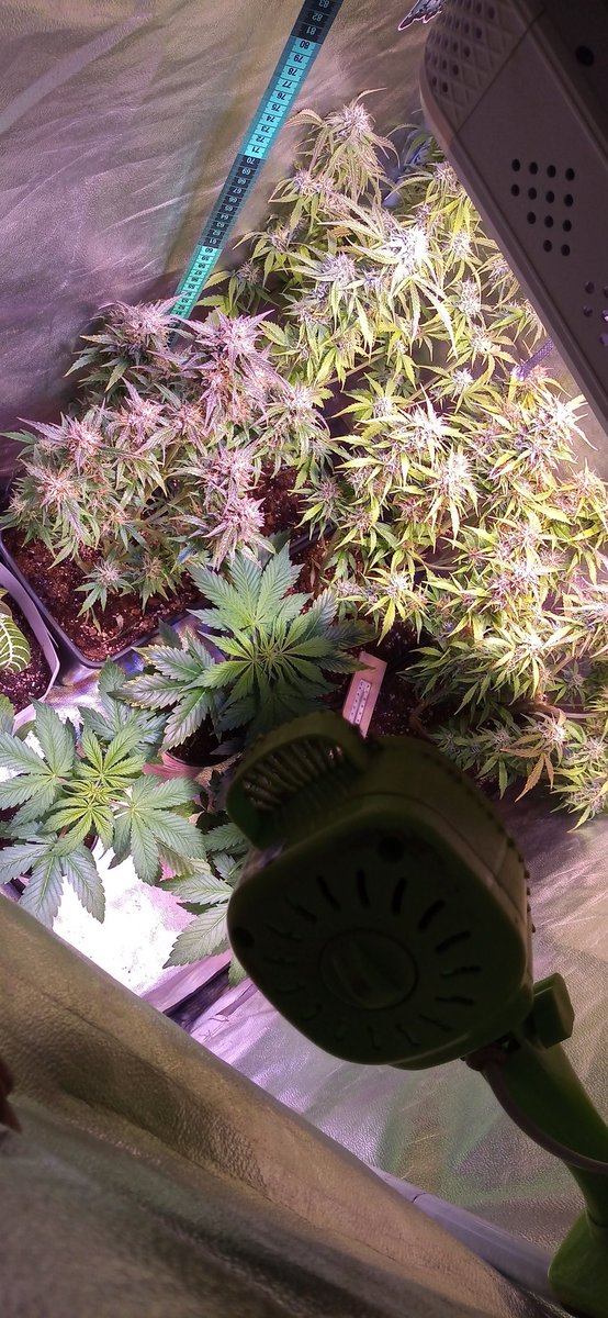 pelaogrower's tweet photo. https://t.co/WkQQsy2vMP