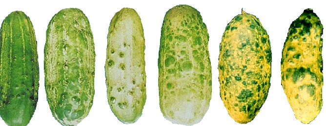 luv2garden3's tweet photo. Cucumber Mosaic Virus
https://t.co/glaqqLGCau

..actually effects over 1200 plant species -cucumbers and related squash, melons, tomatoes, Peppers and nearly all commonly grown vegetable and ornamental plants. It has the widest host range of any known plant virus.  #garden https://t.co/IU3TDkjk0h