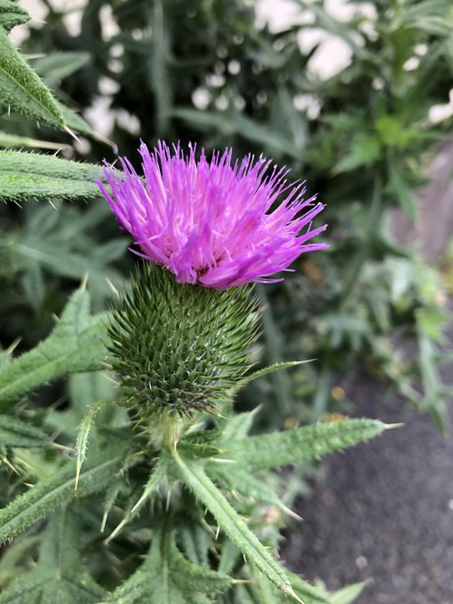 ノアザミの花言葉と由来 自然植物図鑑