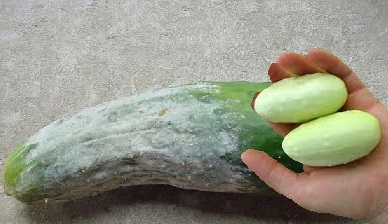 luv2garden3's tweet photo. Why Cucumbers Turn White
https://t.co/HGDzQpjDLY

If you planted standard green cucumbers and they turn white instead you have a problem.  #garden https://t.co/QeEiQ95KpV