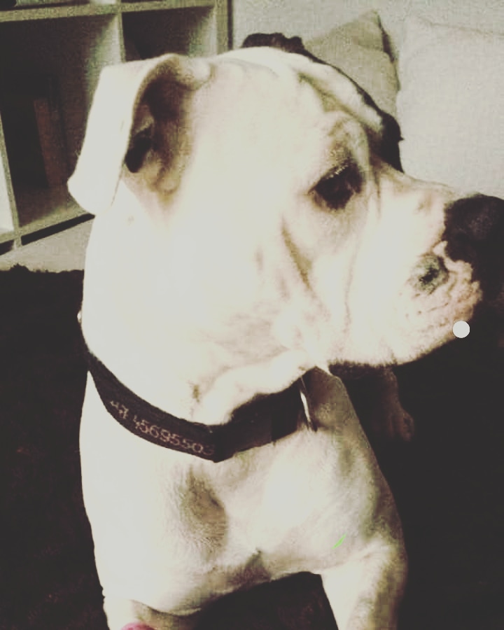 Hallo to day is my birthday only 4years.i love to sing inn <a href="/Madonna/">Madonna</a>  and <a href="/ladygaga/">Lady Gaga</a>  i wish you all wonderfol weekend ❤️