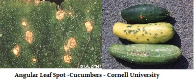 luv2garden3's tweet photo. Diagnosis and Treatment of Common ailments of Cucumber and Related Plants   

https://t.co/R2ZY72gWzM https://t.co/te2NHsa9S7