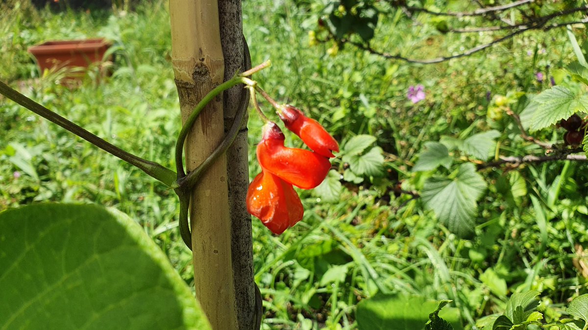InfirmaryGarden's tweet photo. Great buzz around the Garden today. Spuds not quite ready, but amazing flowers. https://t.co/KPoe8cfo5P