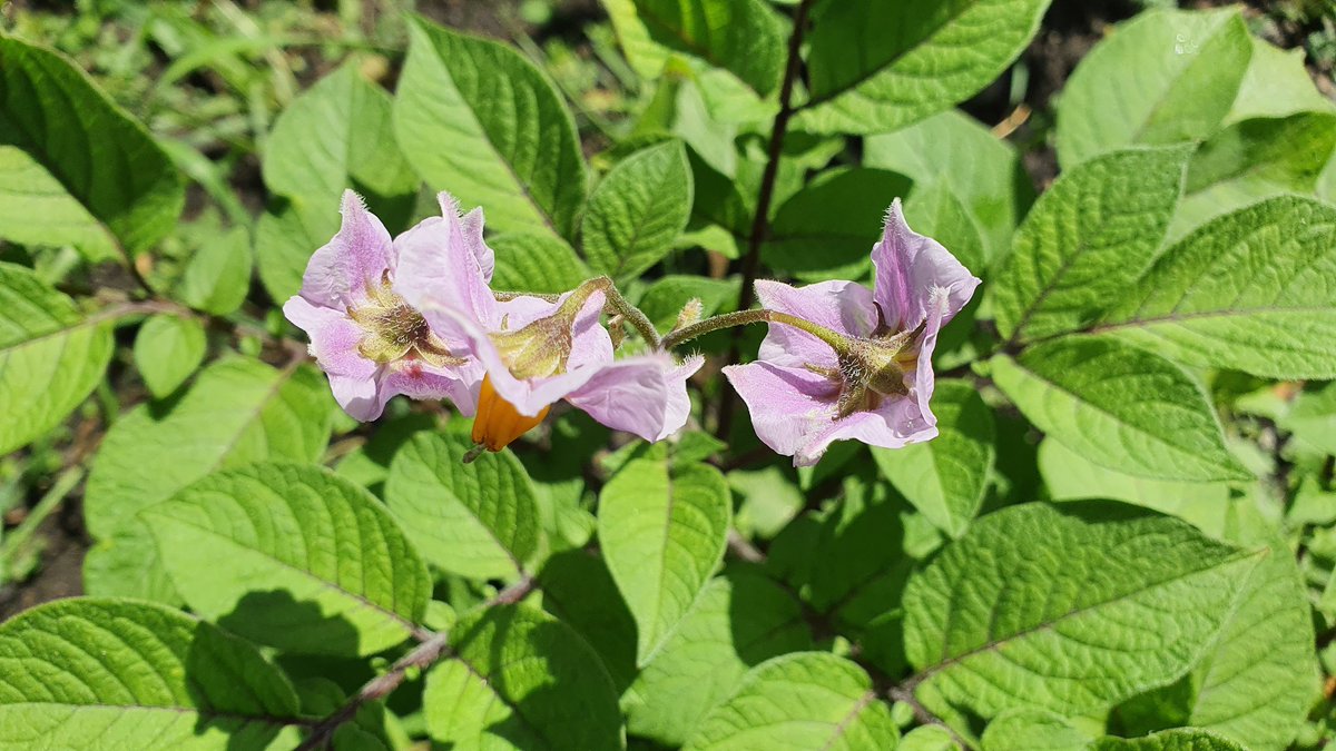 InfirmaryGarden's tweet photo. Great buzz around the Garden today. Spuds not quite ready, but amazing flowers. https://t.co/KPoe8cfo5P