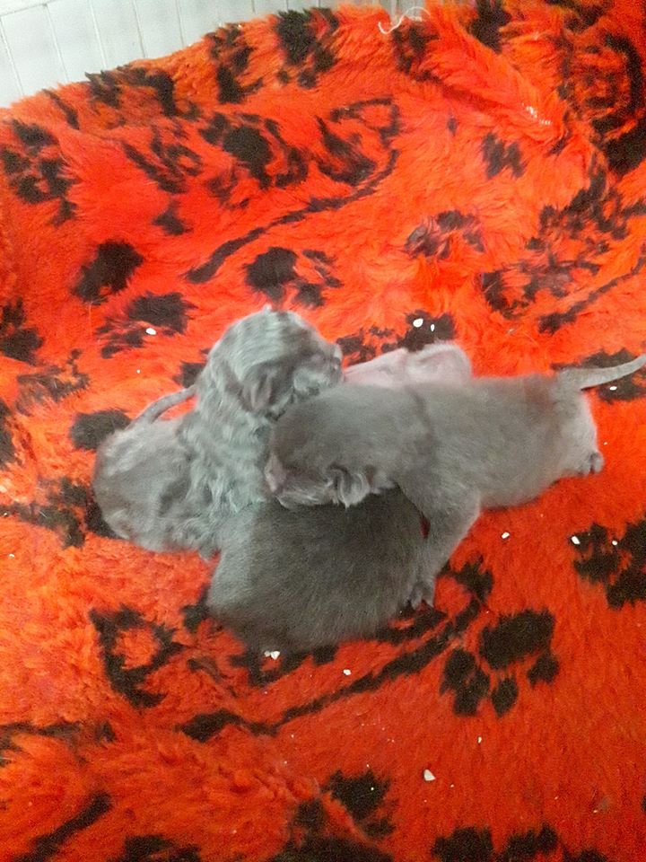 DeGatitos_'s tweet photo. #JavaySusJavitos
Listo...
Tuvo 5 gatitos idénticos a ella
Uno falleció y otro viene raro, sin pelo...
Ella rebien, ya desayunó altas calorías su latita de recovery y de muy buen humor mostrándome a sus bendiciones....
Ampliaremos....
#rescatada
#departo https://t.co/FcfaC54jQC