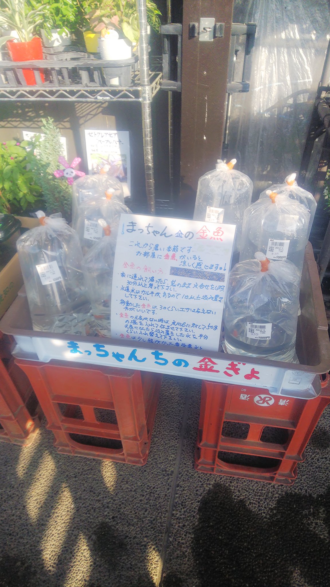 まっちゃん 岐阜県関市大杉のふるさと農園で今日から自家産金魚販売します 純血伊藤保東錦のハネですがよろしくお願いします T Co 0zvrrctypp Twitter