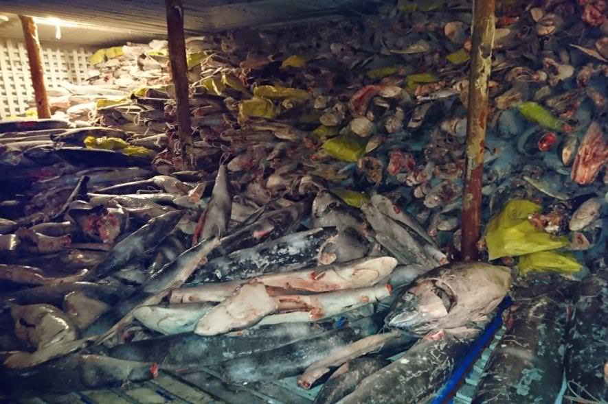 Every year, the fishing industry coordinates an all-out assault on the Galapagos marine reserve, sending hundreds of ships to kill thousands of endangered sharks. This photo was taken inside the Chinese factory ship last year.

researchgate.net/publication/32…
