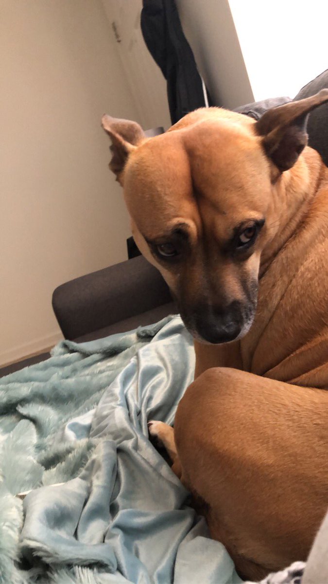 caity_pollan's tweet photo. Only my dog would hurt her tail while swimming. She’s been once. Thank you for the $400 vet visit. https://t.co/thMqUxv5Ry
