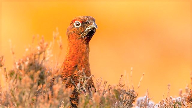Richard77028087's tweet photo. Episodes 2 and 3 - The Fens - East Anglia and The North York Moors in #AWildYear are available to watch until 16th July 2021 at 10:00pm on @BBCiPlayer.
See attached links and photos.
https://t.co/1IraKOahjq
https://t.co/vK4EFD0RGC https://t.co/n6p61OJlHi