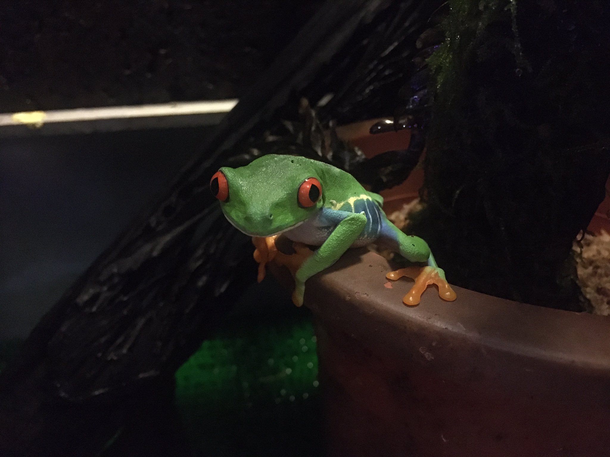 だるふろ Dalmatianfrog Twitter