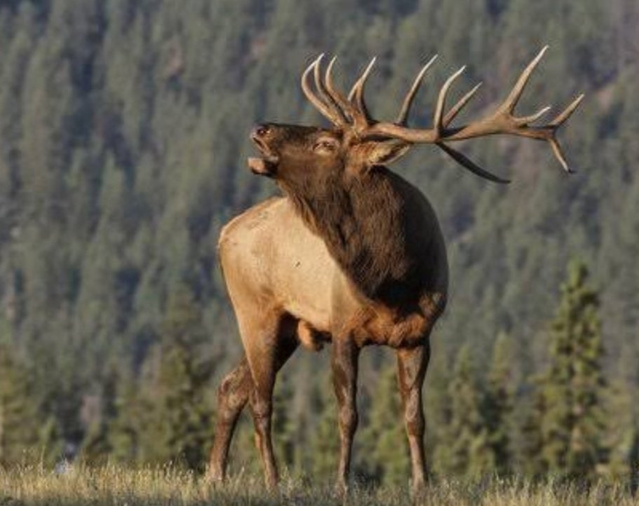 Jared Padalecki as moose; a thread