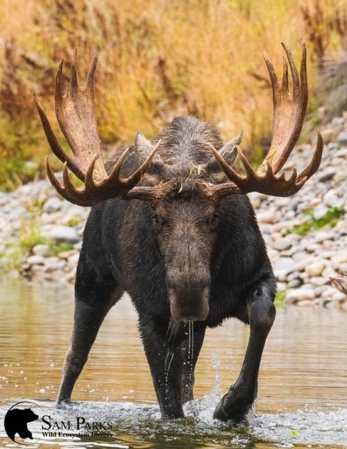 Jared Padalecki as moose; a thread