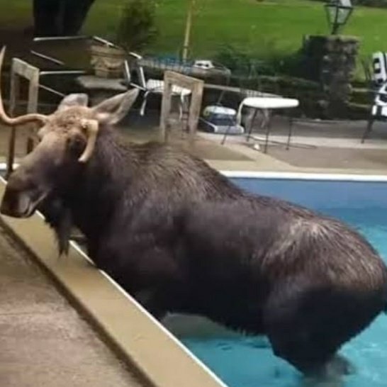 Jared Padalecki as moose; a thread