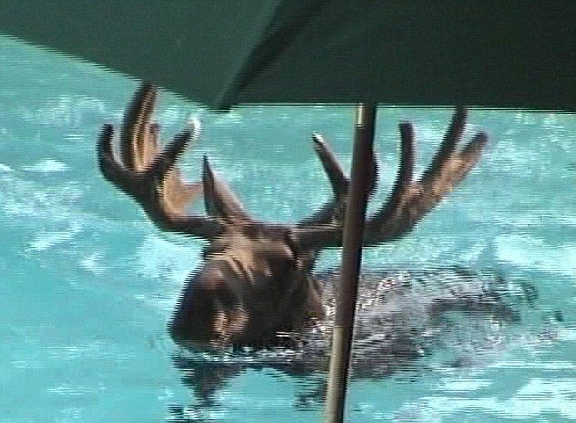 Jared Padalecki as moose; a thread