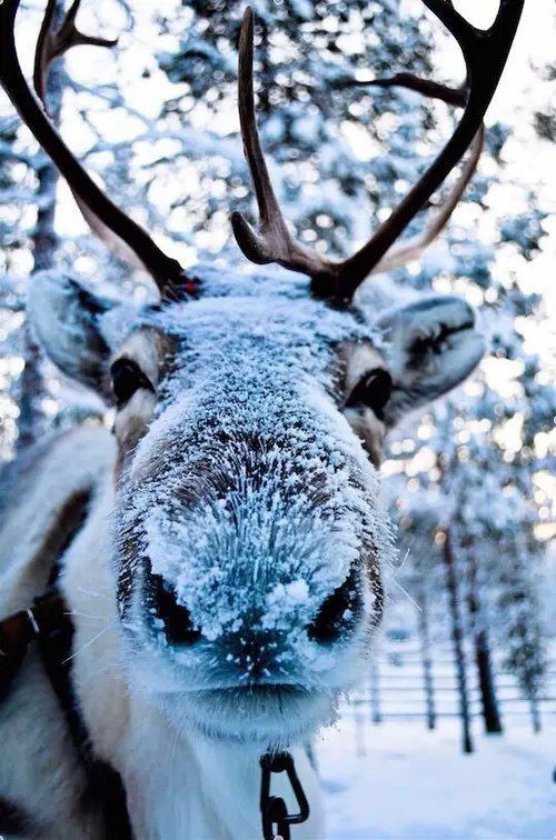 Jared Padalecki as moose; a thread