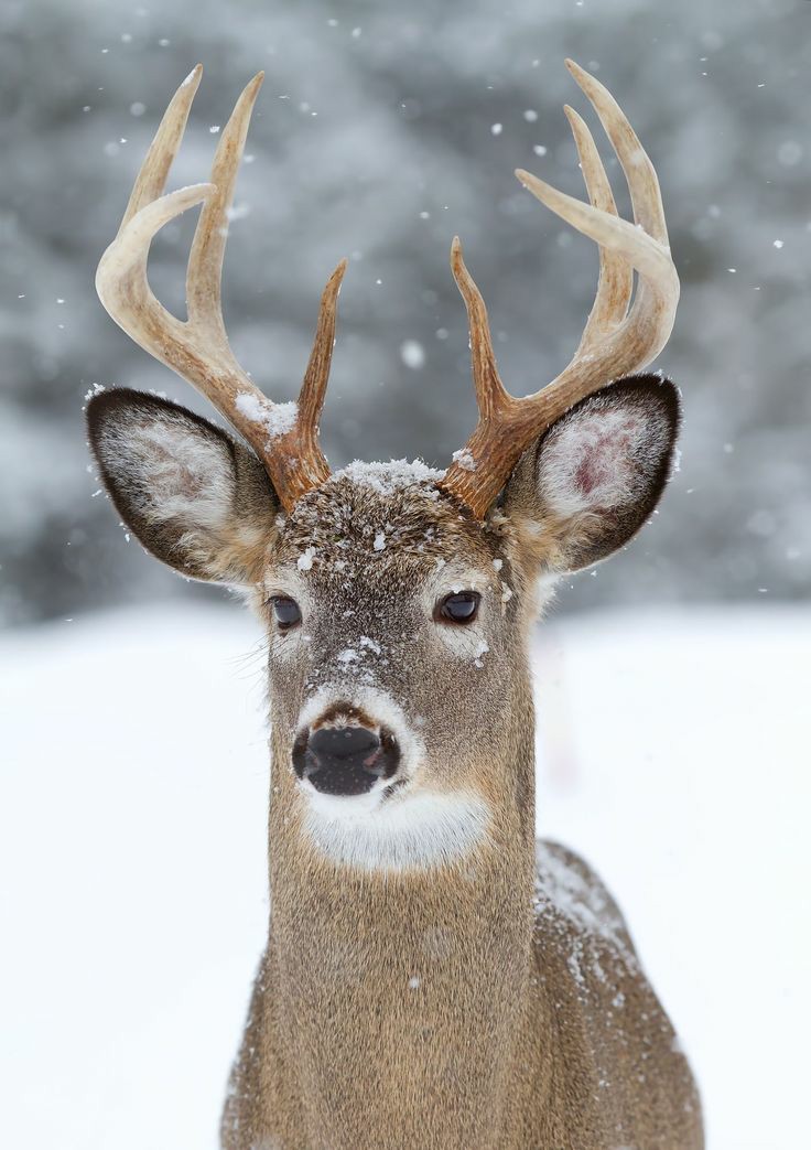 Jared Padalecki as moose; a thread