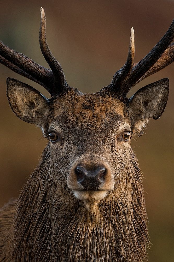 Jared Padalecki as moose; a thread