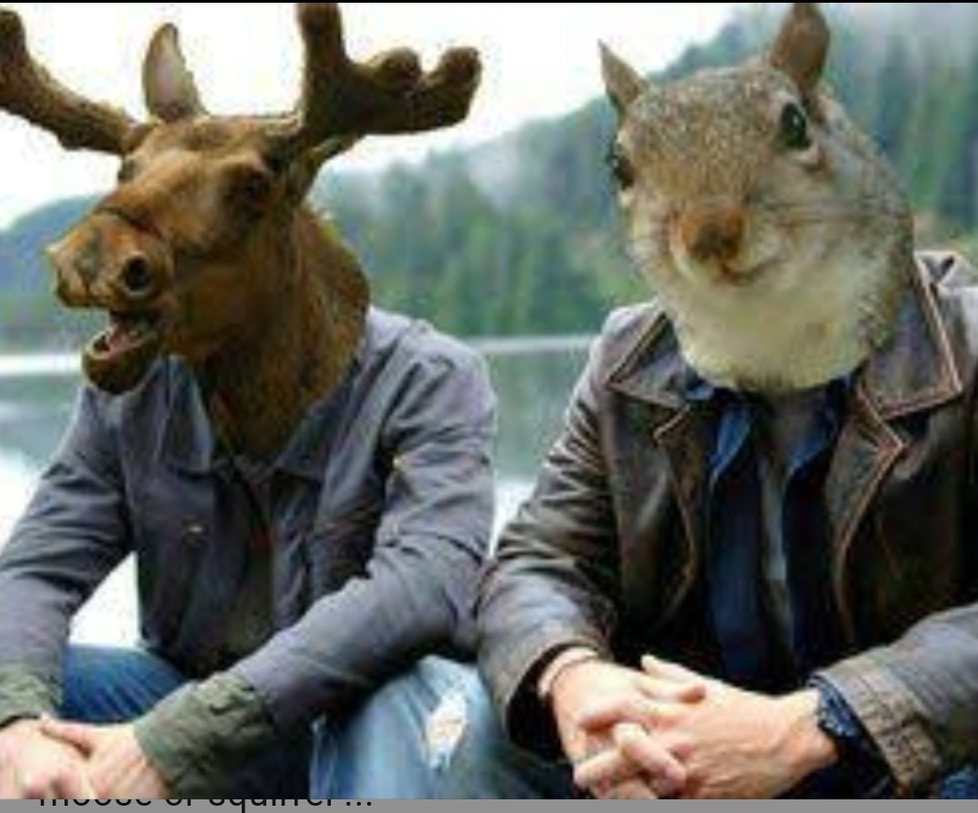 Não achei nenhuma do alce e o esquilo então tá aq algumas pérolas