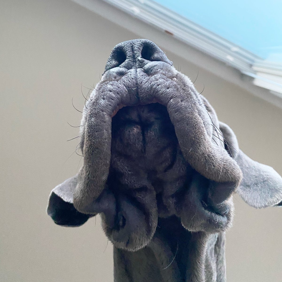 MorganMastiff's tweet image. Mom I got a #puppyzit 😩 #puppylife #firstworlddogproblems #thestruggleisreal #derpface  #derpydog  #derp #greatdane #greatdanepuppy