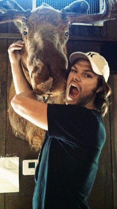 Jared Padalecki as moose; a thread