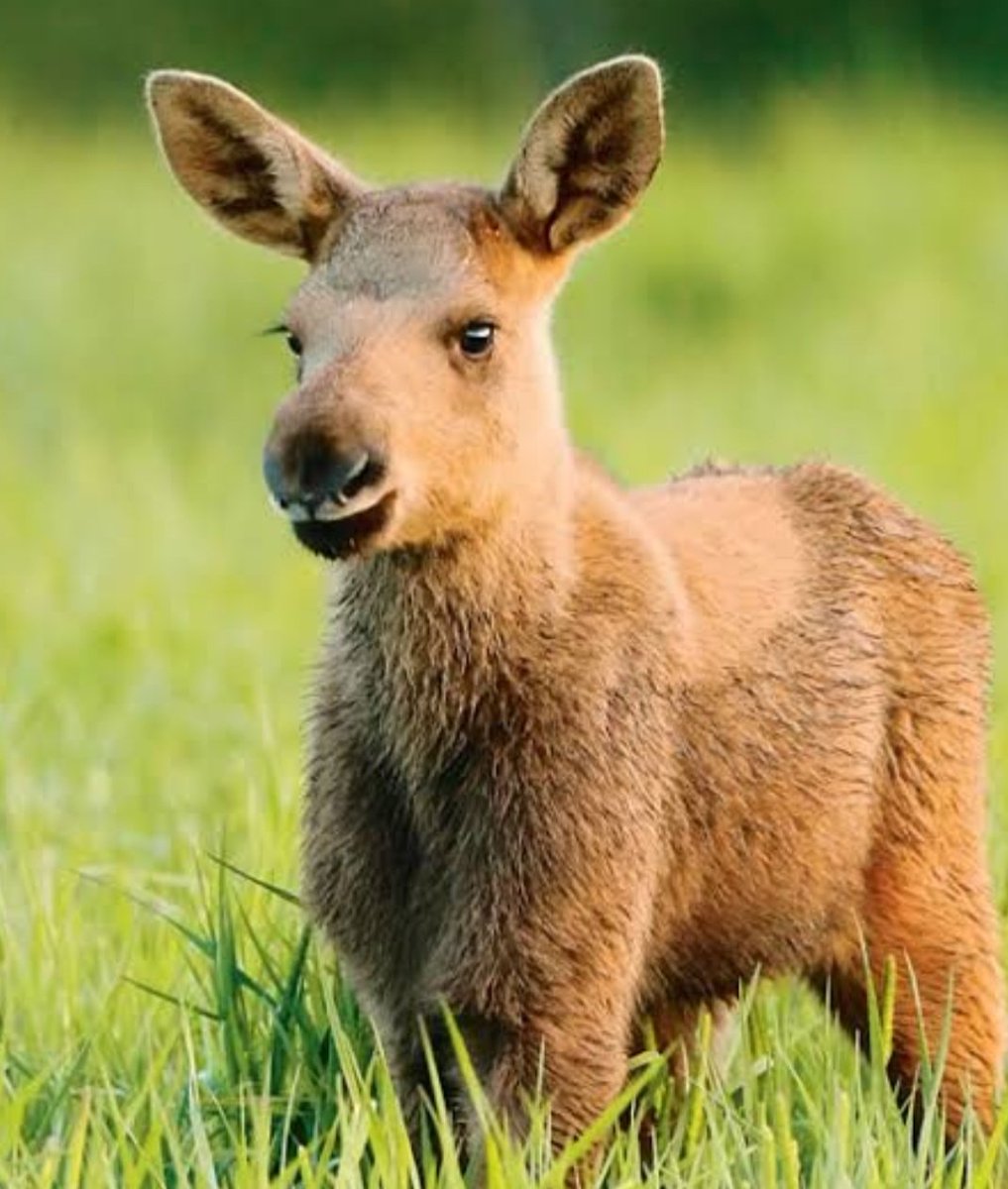 Jared Padalecki as moose; a thread