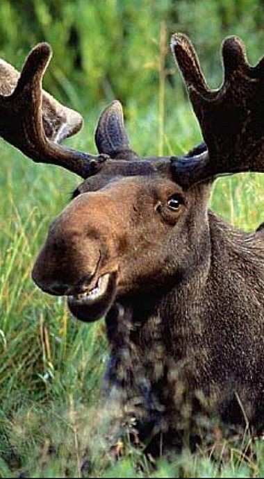 Jared Padalecki as moose; a thread