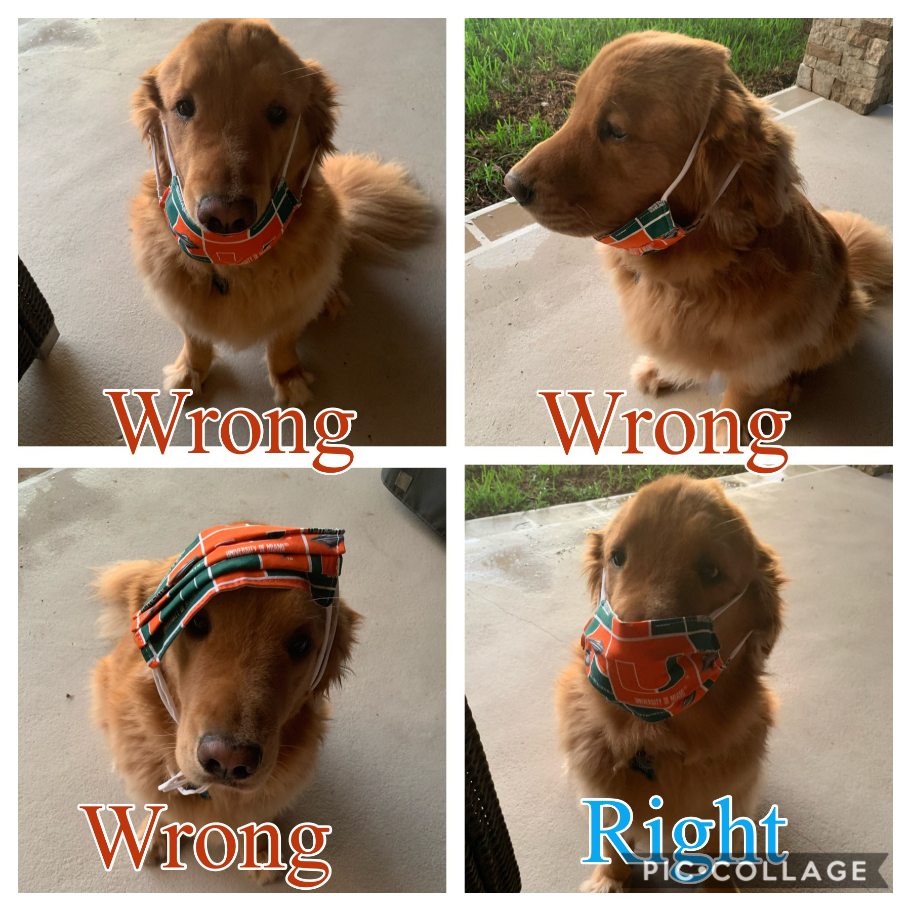 Twitter 上的wptv Good Boy Check Out This Adorable Reminder For The Proper Way To Wear Face Masks From Local Golden Retriever Luke Thank S Lucie Bradford And Luke For Sharing T Co Xrnw8fnjji Twitter