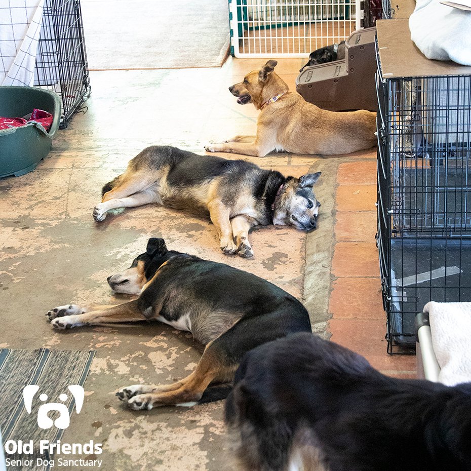 oldfriendssds's tweet photo. "We are resting up before we eat"- Tippy, Baby and Lola
#ofsds #ofsdstippy #ofsdsbear #ofsdslola #seniordogs #ofsdsdinnertime https://t.co/nnGFOTGNUB