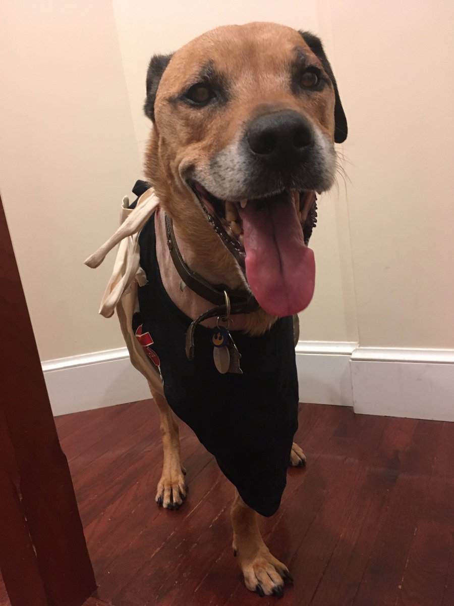 wilma_mui's tweet photo. Wally dog has cancer and had his leg amputated. He’s doing well and recovering!! My roomie set up a go fund me for us- https://t.co/lYIibuSeUE. https://t.co/bOZhu8qNN6