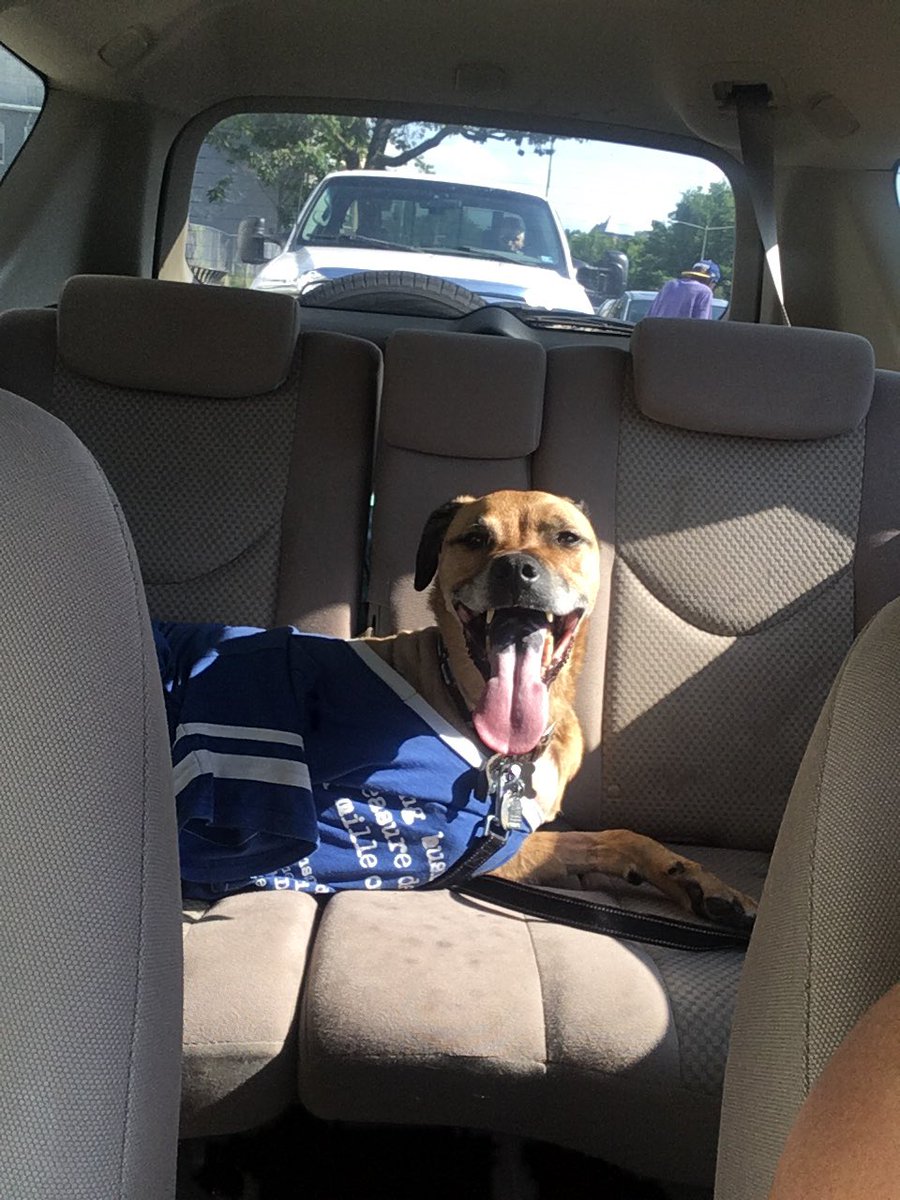 wilma_mui's tweet photo. Wally dog has cancer and had his leg amputated. He’s doing well and recovering!! My roomie set up a go fund me for us- https://t.co/lYIibuSeUE. https://t.co/bOZhu8qNN6