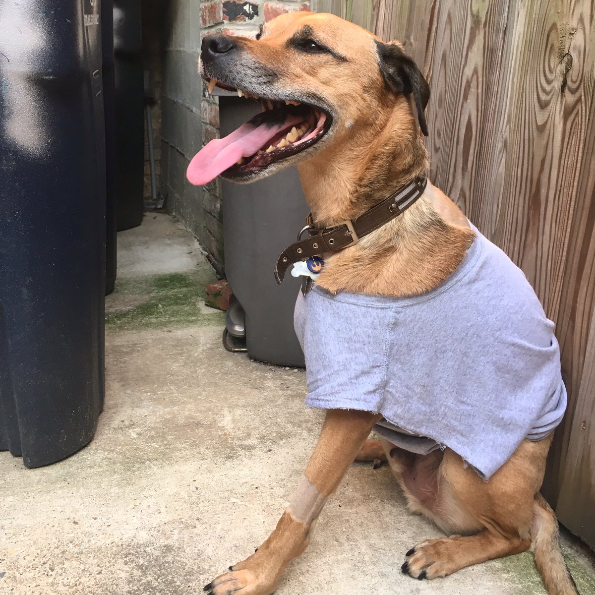 wilma_mui's tweet photo. Wally dog has cancer and had his leg amputated. He’s doing well and recovering!! My roomie set up a go fund me for us- https://t.co/lYIibuSeUE. https://t.co/bOZhu8qNN6