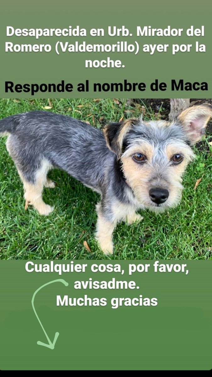 gemaa_fc's tweet photo. Perrita perdida en Urbanización Mirador del Romero (Valdemorillo) el 17/07 por la noche. Atiende al nombre de Maca. 
Si alguien la ha visto que avise a la policía, al de seguridad de la urbanización o que me hable al md. https://t.co/sBrXdxyJIe