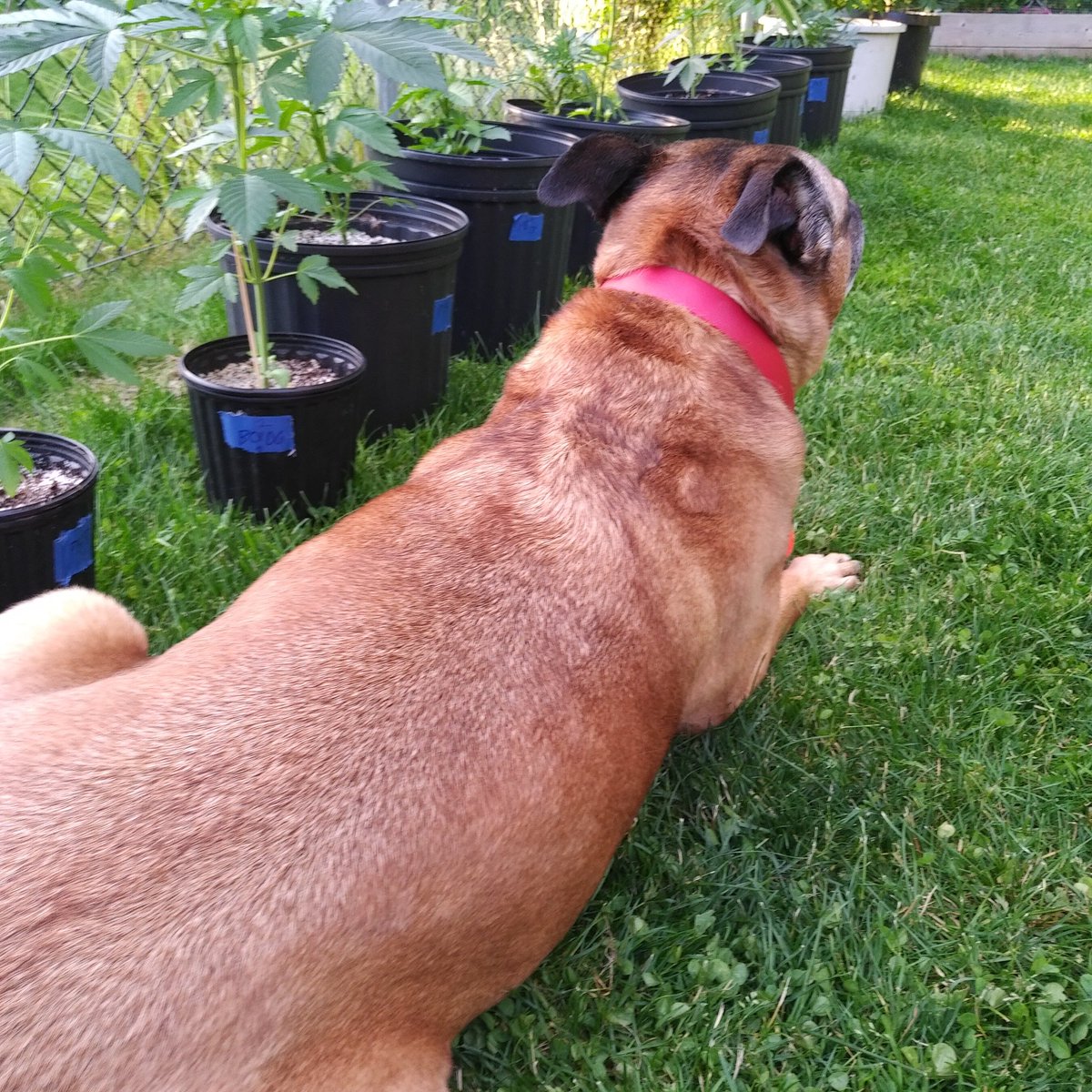 GrowTreesBC's tweet photo. https://t.co/t92rSos4ES