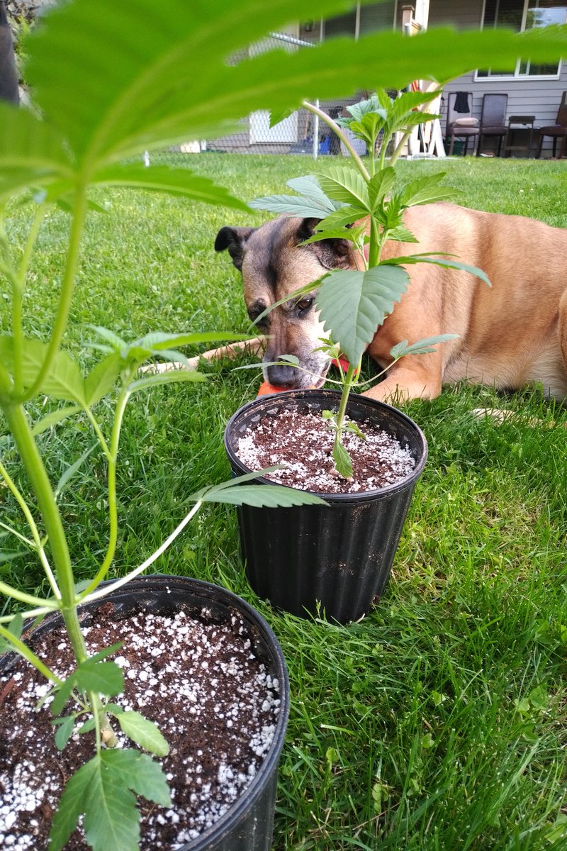 GrowTreesBC's tweet photo. https://t.co/t92rSos4ES
