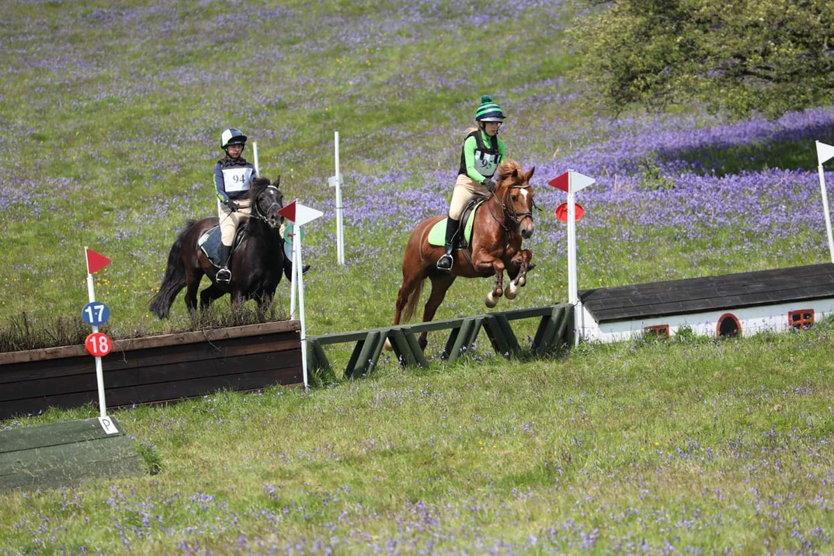 Dartmoor Hill Pony Assoc tweet media