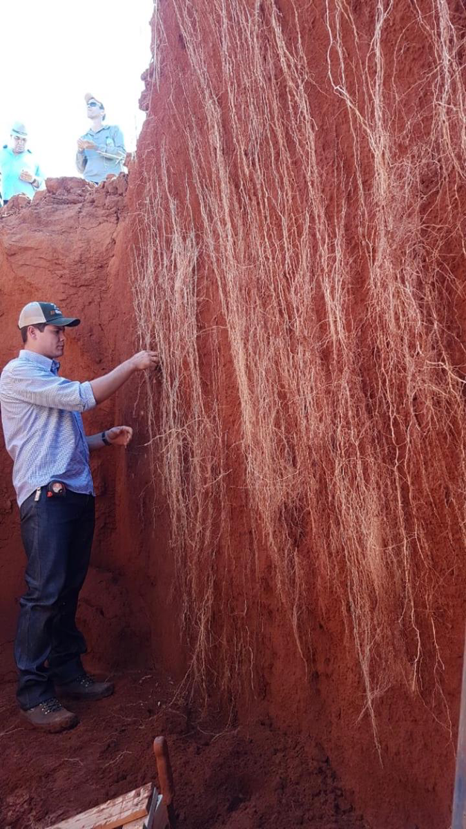 cwrice's tweet photo. I love these roots. Great for the soil! Thanks @Carlbpires https://t.co/uTy8oCeG82