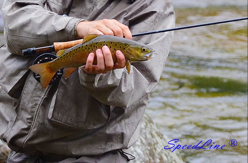 speedlinefish's tweet photo. fly fishing#fly fishing https://t.co/uASbRw2q12
