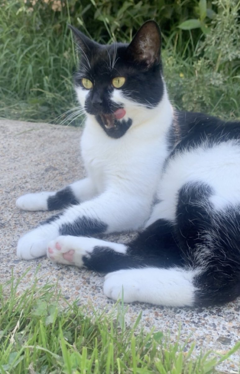 TinselTheCat's tweet photo. @EddieBearCat001 😹😹😹 Excellent catting Eddie🐾 I wait for the staff to call me in , wander up to the door then through myself to the floor in a dramatic fashion & refuse to come in unless I am given ham. Sainsbury’s thinly sliced. #DramaDiva #HamAddict #GotThemRoundMyPaw https://t.co/qvKflGKtuv