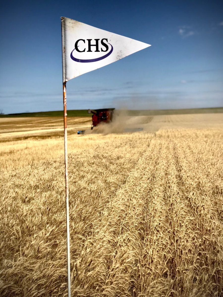 ⁦<a href="/AllegiantSeed/">AllegiantSeed</a>⁩ and ⁦<a href="/WestBredWheat/">WestBred Wheat</a>⁩ trials coming off today west of Pierre SD. Strong showing from WB Grainfield and 3063. Thanks Levi Neuharth for the great trial this year. #plant2020.