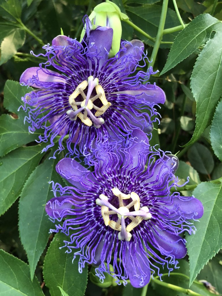 Cloudsailor 星羅の一日一花 Twitterissa トケイソウ 時計草 パッシフローラ インセンス トケイソウ のインカルターナ種とキンニカータ種との種間交雑種 淡い紫色の花披片と紫色から藤色までが混じった副花冠をもつ花 トケイソウ科トケイソウ属 Incense Passion