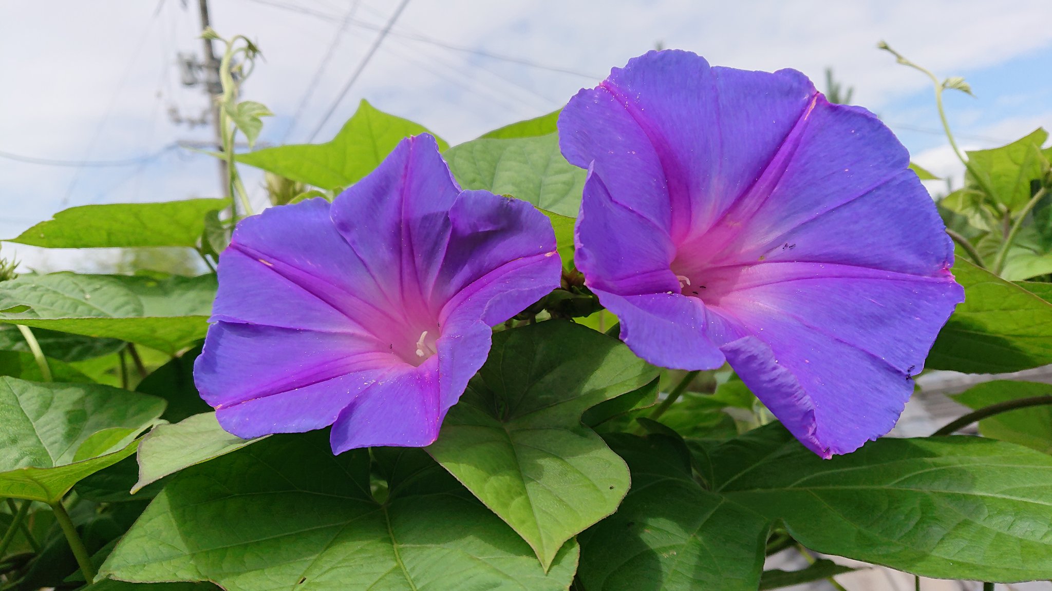 Satochan 琉球朝顔 オーシャンブルー ノアサガオ 6 11月 沖縄の海のように美しく 青色の朝顔を咲かせる 普通の アサガオとは違い 生命力があり たくさん茂ります 葉も大きくハート型をしている 早朝は青色で 午後は紫色に変化して夕方まで咲く
