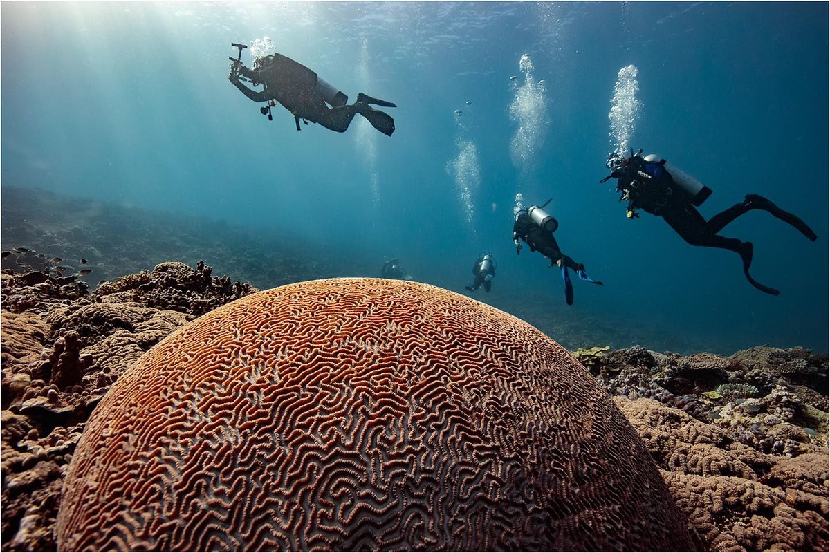 LadyMusgraveExp's tweet image. What an amazing weekend of encounters our guests have had! #tracyolivephotography photos say it all. Scuba diving Lady Musgrave Island and whale watching on the #southerngreatbarrierreef #visitbundaberg #bestreefexperience #experiencethebest