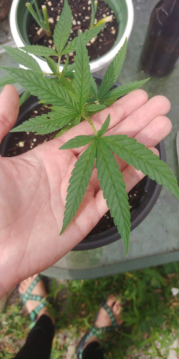 jellybeanexpre1's tweet photo. Sweet babies, look what I made #420domme https://t.co/Dib6X4U3hD