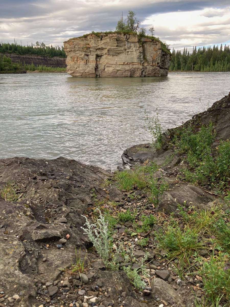Poets4thePeace's tweet photo. sage growing on the banks of the Peace River
these medicines would be destroyed by the #SiteC dam
2 landslides, heavy rains, &amp; still the colonial forces are tone deaf to the lessons from the land
it's an irresponsible &amp; violent thing that @jjhorgan has allowed #bcpoli https://t.co/4rsjzVlgr2