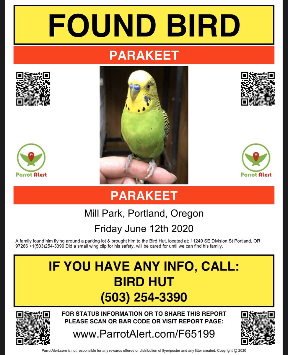 PurpleDaizie's tweet photo. L.B. (Lost Boy), haven’t found his family yet, I’ll be posting about him & updates here:
•https://t.co/BSSACQrLzT•
Here’s a #sneakpeek of his journey. I still want to find his family!
You can tell he’s been worked with & very loved 🥺🦜💕
#LostParakeet #LostParrot #ParrotAlert https://t.co/tDb1HHOY3z