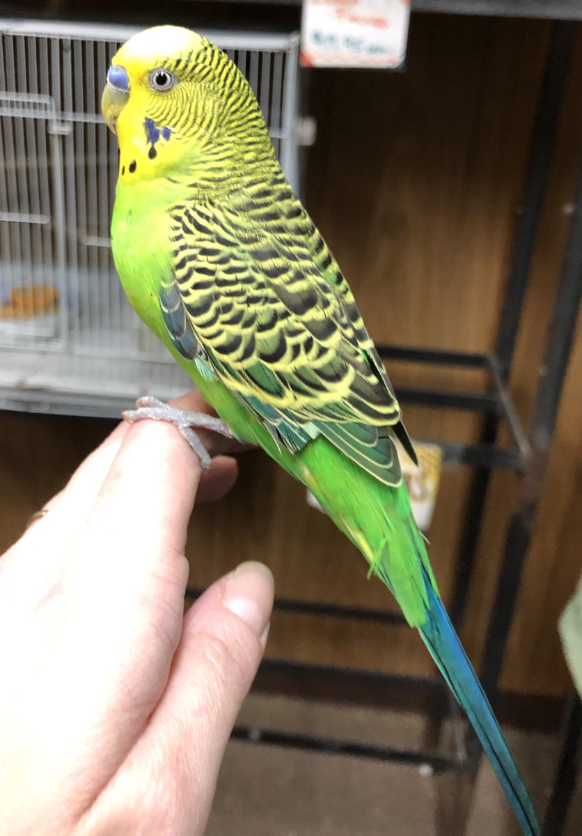 PurpleDaizie's tweet photo. L.B. (Lost Boy), haven’t found his family yet, I’ll be posting about him & updates here:
•https://t.co/BSSACQrLzT•
Here’s a #sneakpeek of his journey. I still want to find his family!
You can tell he’s been worked with & very loved 🥺🦜💕
#LostParakeet #LostParrot #ParrotAlert https://t.co/tDb1HHOY3z