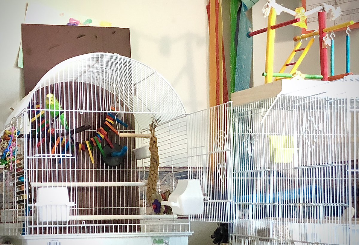 PurpleDaizie's tweet photo. L.B. (Lost Boy), haven’t found his family yet, I’ll be posting about him & updates here:
•https://t.co/BSSACQrLzT•
Here’s a #sneakpeek of his journey. I still want to find his family!
You can tell he’s been worked with & very loved 🥺🦜💕
#LostParakeet #LostParrot #ParrotAlert https://t.co/tDb1HHOY3z