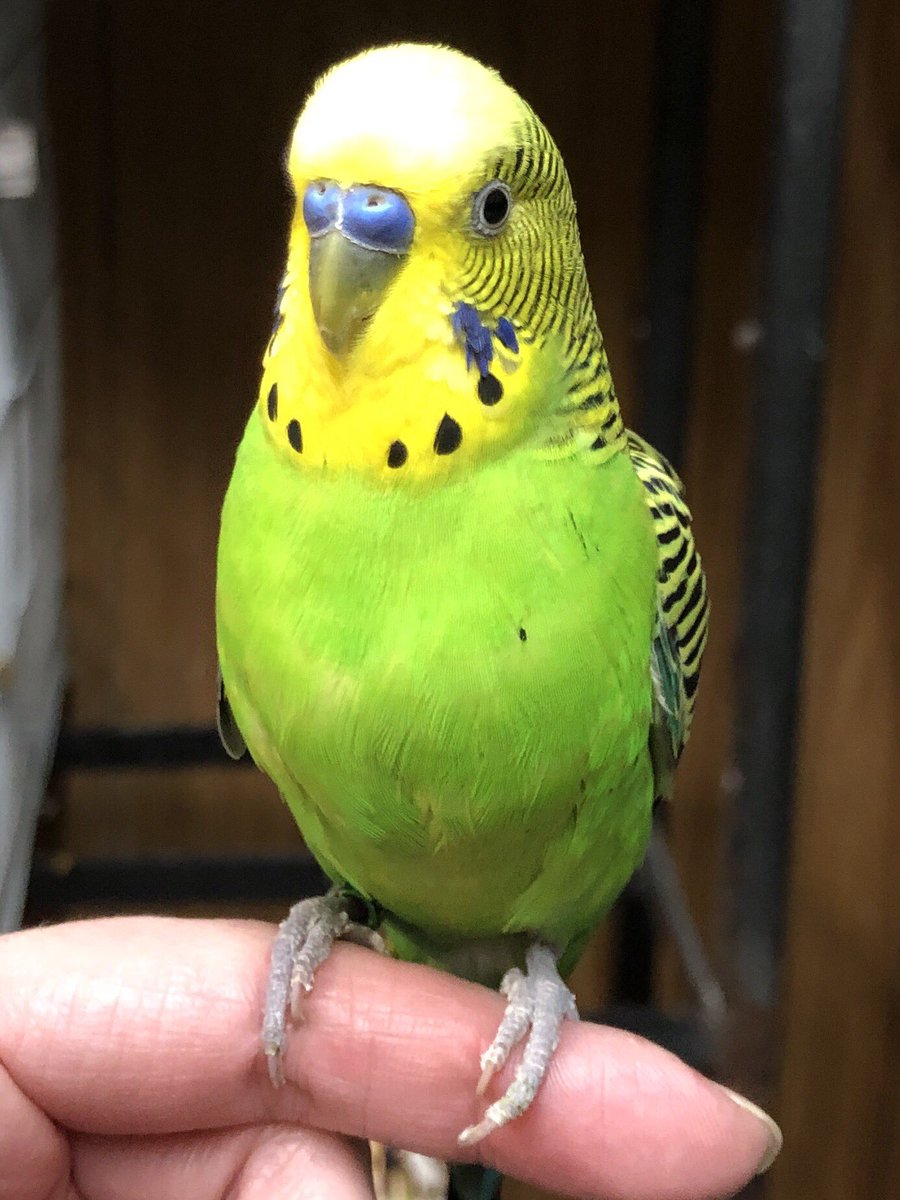 PurpleDaizie's tweet photo. L.B. (Lost Boy), haven’t found his family yet, I’ll be posting about him & updates here:
•https://t.co/BSSACQrLzT•
Here’s a #sneakpeek of his journey. I still want to find his family!
You can tell he’s been worked with & very loved 🥺🦜💕
#LostParakeet #LostParrot #ParrotAlert https://t.co/tDb1HHOY3z