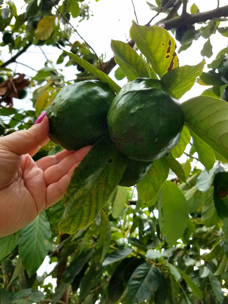 ImOpenToIt's tweet photo. Excited for this Summer's harvest! These are #manzanitas or manzano #bananas, an #avocado variety known as #slimcado &amp; the very 1st #guavas this tree has produced are coming in. 

If you remember the pics from last year these avocados will be the size of my head in a few weeks. https://t.co/ezwSw6hdUn